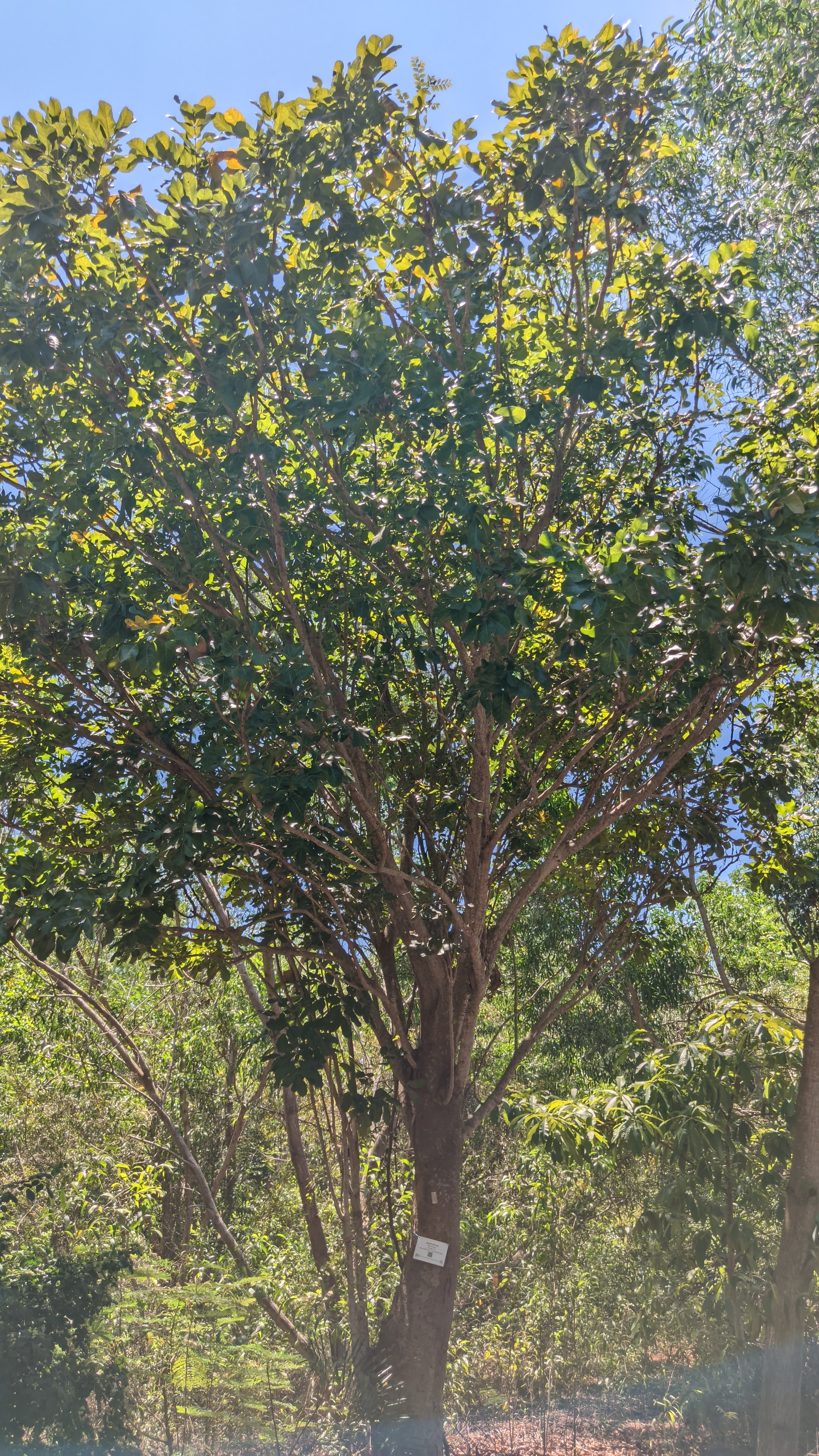 Sausage Tree